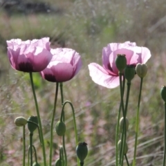 Papaver somniferum (Opium Poppy) at Point Hut to Tharwa - 22 Oct 2014 by MichaelBedingfield