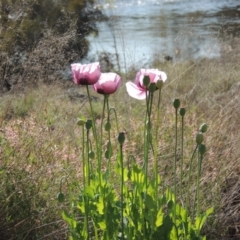 Papaver somniferum at Point Hut to Tharwa - 22 Oct 2014