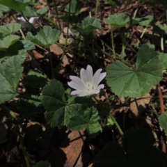 Malva neglecta (Dwarf Mallow) at Paddys River, ACT - 20 Jan 2015 by michaelb