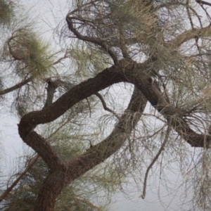 Allocasuarina luehmannii at Yarralumla, ACT - 10 Feb 2015