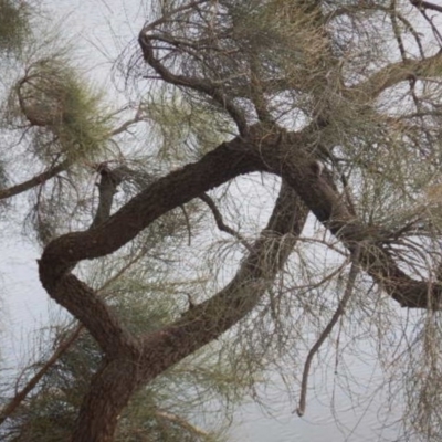 Allocasuarina luehmannii (Bulloak) at Yarralumla, ACT - 10 Feb 2015 by MichaelMulvaney