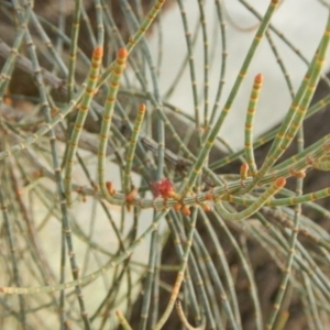 Allocasuarina luehmannii at Yarralumla, ACT - 10 Feb 2015 08:20 AM