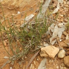 Allocasuarina luehmannii at Yarralumla, ACT - 10 Feb 2015 08:20 AM