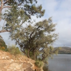 Allocasuarina luehmannii at Yarralumla, ACT - 10 Feb 2015