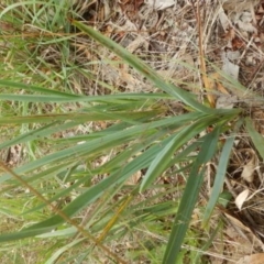 Dianella sp. aff. longifolia (Benambra) (Pale Flax Lily, Blue Flax Lily) at Yarralumla, ACT - 9 Feb 2015 by MichaelMulvaney