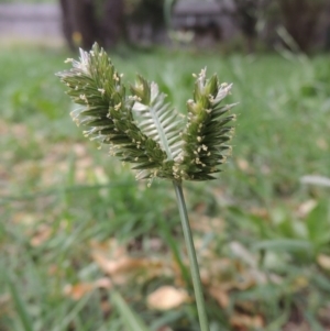 Eleusine tristachya at Conder, ACT - 22 Jan 2015