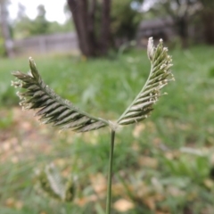 Eleusine tristachya at Conder, ACT - 22 Jan 2015