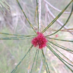 Casuarina cunninghamiana subsp. cunninghamiana (River She-Oak, River Oak) at Point Hut to Tharwa - 10 Feb 2015 by michaelb