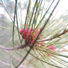 Casuarina cunninghamiana subsp. cunninghamiana at Paddys River, ACT - 10 Feb 2015 08:09 PM