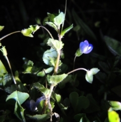 Veronica persica (Creeping Speedwell) at Tuggeranong Hill - 8 Sep 2014 by michaelb