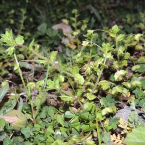 Veronica persica at Theodore, ACT - 8 Sep 2014