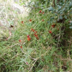 Einadia nutans subsp. nutans (Climbing Saltbush) at Symonston, ACT - 10 Feb 2015 by Mike