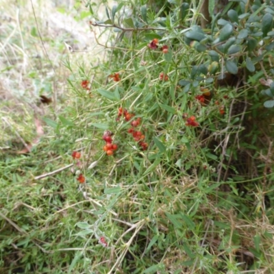 Einadia nutans subsp. nutans (Climbing Saltbush) at Isaacs Ridge and Nearby - 10 Feb 2015 by Mike