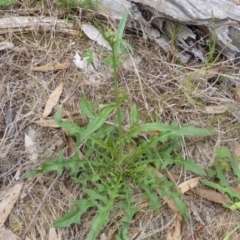 Crepis capillaris (Smooth Hawksbeard) at Symonston, ACT - 28 Jan 2015 by Mike