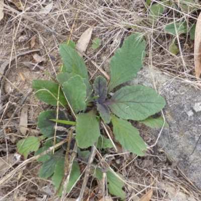 Ajuga australis (Austral Bugle) at Isaacs Ridge - 28 Jan 2015 by Mike