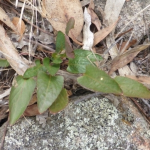 Rumex brownii at Isaacs Ridge - 28 Jan 2015 02:45 PM