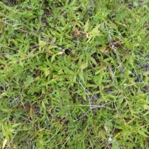 Persicaria prostrata at Symonston, ACT - 28 Jan 2015 02:54 PM