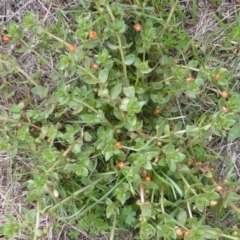 Lysimachia arvensis (Scarlet Pimpernel) at Isaacs Ridge - 28 Jan 2015 by Mike