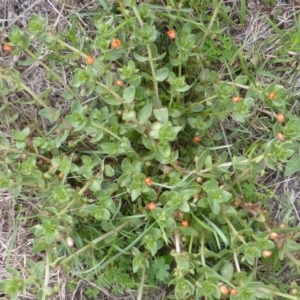 Lysimachia arvensis at Jerrabomberra, ACT - 28 Jan 2015 02:54 PM