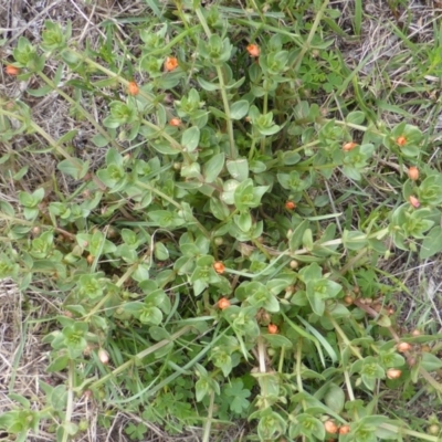 Lysimachia arvensis (Scarlet Pimpernel) at Jerrabomberra, ACT - 28 Jan 2015 by Mike