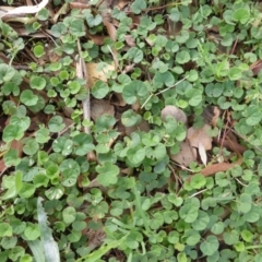 Dichondra repens (Kidney Weed) at Isaacs Ridge and Nearby - 28 Jan 2015 by Mike