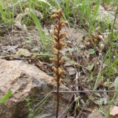 Orobanche minor (Broomrape) at Symonston, ACT - 28 Jan 2015 by Mike