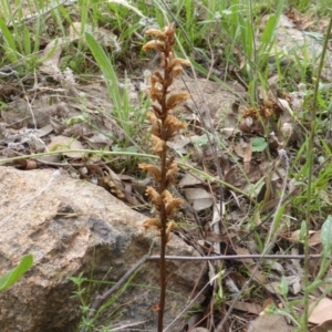 Orobanche minor at Isaacs Ridge - 28 Jan 2015