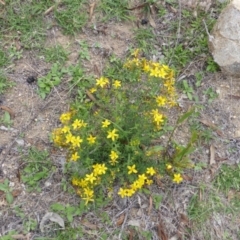 Hypericum perforatum (St John's Wort) at Isaacs Ridge and Nearby - 28 Jan 2015 by Mike