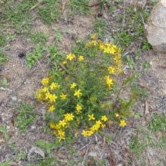 Hypericum perforatum (St John's Wort) at Symonston, ACT - 28 Jan 2015 by Mike