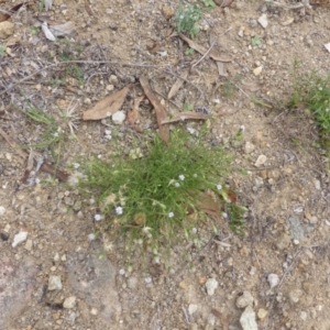 Vittadinia muelleri at Symonston, ACT - 28 Jan 2015 03:13 PM