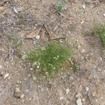 Vittadinia muelleri (Narrow-leafed New Holland Daisy) at Symonston, ACT - 28 Jan 2015 by Mike