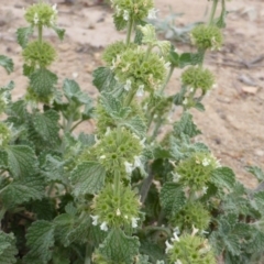 Marrubium vulgare (Horehound) at Isaacs Ridge and Nearby - 28 Jan 2015 by Mike