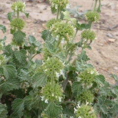 Marrubium vulgare (Horehound) at Isaacs Ridge - 28 Jan 2015 by Mike