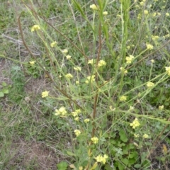 Hirschfeldia incana (Buchan Weed) at Isaacs Ridge - 28 Jan 2015 by Mike