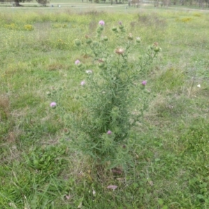 Cirsium vulgare at Isaacs Ridge - 28 Jan 2015 03:18 PM