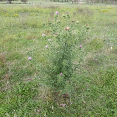 Cirsium vulgare (Spear Thistle) at Symonston, ACT - 28 Jan 2015 by Mike