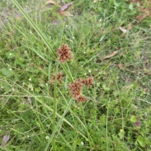 Cyperus lhotskyanus at Symonston, ACT - 28 Jan 2015