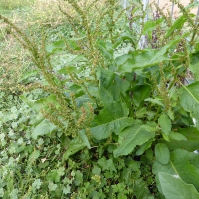 Rumex crispus (Curled Dock) at Isaacs Ridge - 28 Jan 2015 by Mike