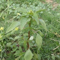 Amaranthus retroflexus (Redroot Amaranth) at Symonston, ACT - 28 Jan 2015 by Mike