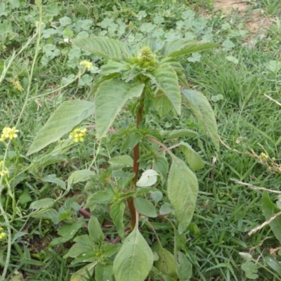 Amaranthus retroflexus (Redroot Amaranth) at Isaacs Ridge and Nearby - 28 Jan 2015 by Mike