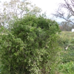 Lycium ferocissimum (African Boxthorn) at Isaacs Ridge - 28 Jan 2015 by Mike