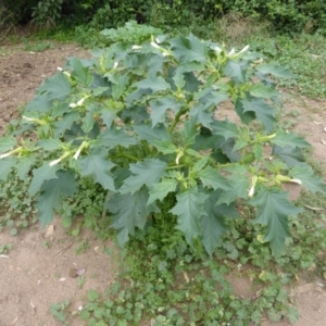 Datura stramonium at Isaacs Ridge - 28 Jan 2015 03:27 PM