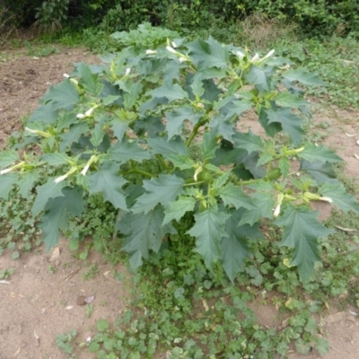 Datura stramonium (Common Thornapple) at Isaacs Ridge and Nearby - 28 Jan 2015 by Mike