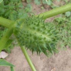 Datura stramonium at Isaacs Ridge - 28 Jan 2015