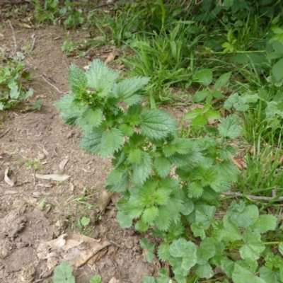 Urtica urens (Small Nettle) at Isaacs Ridge and Nearby - 28 Jan 2015 by Mike