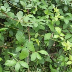 Rubus anglocandicans (Blackberry) at Symonston, ACT - 28 Jan 2015 by Mike