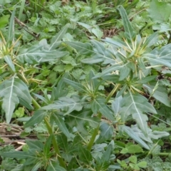 Xanthium spinosum (Bathurst Burr) at Isaacs Ridge and Nearby - 28 Jan 2015 by Mike