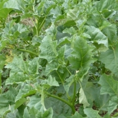 Datura ferox (Fierce Thornapple, Longspine Thornapple) at Isaacs Ridge and Nearby - 28 Jan 2015 by Mike