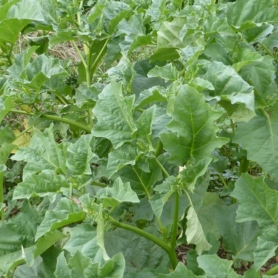 Datura ferox (Fierce Thornapple, Longspine Thornapple) at Isaacs Ridge - 28 Jan 2015 by Mike