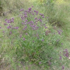 Verbena incompta (Purpletop) at Symonston, ACT - 28 Jan 2015 by Mike